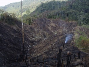 deforestation around mountains